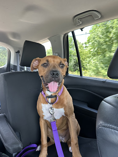 Photo from customer review